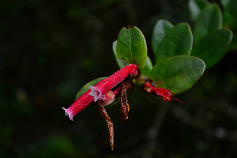Plutarchia dolos photo 4