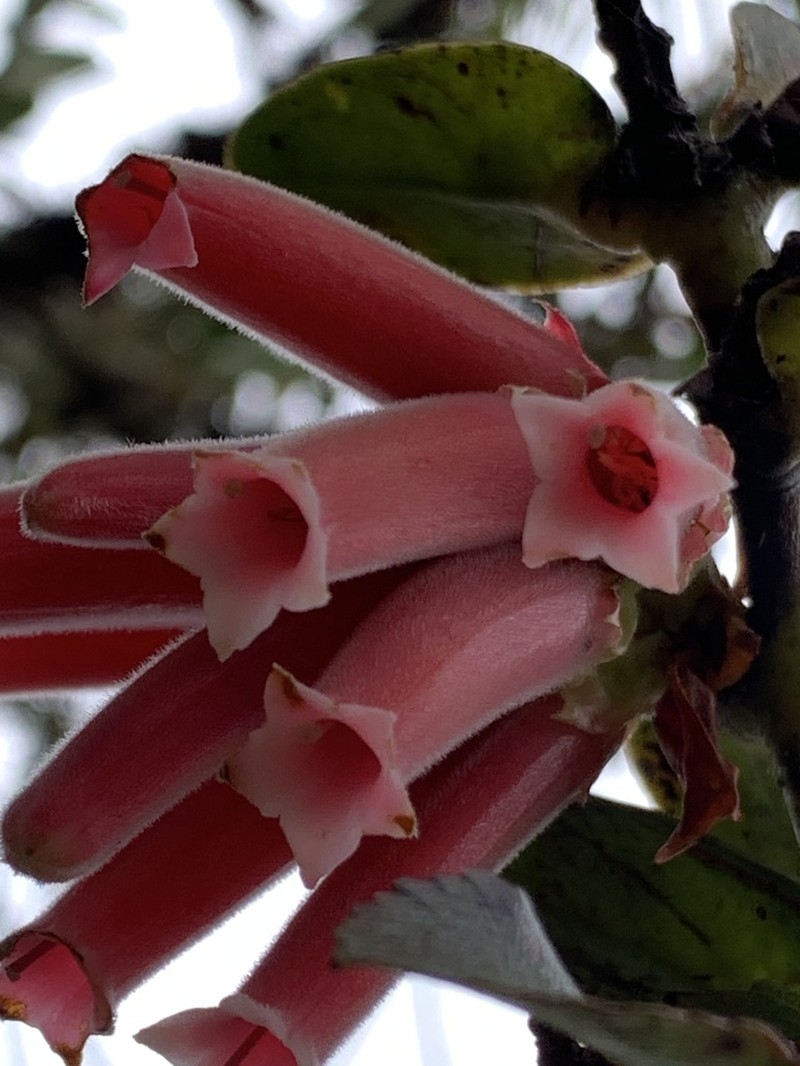Plutarchia dolos photo 6