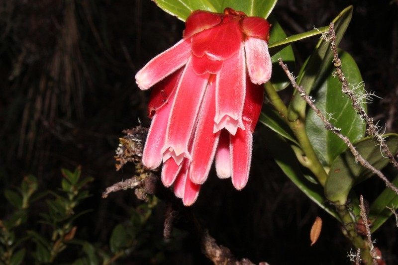 Plutarchia dolos photo 7