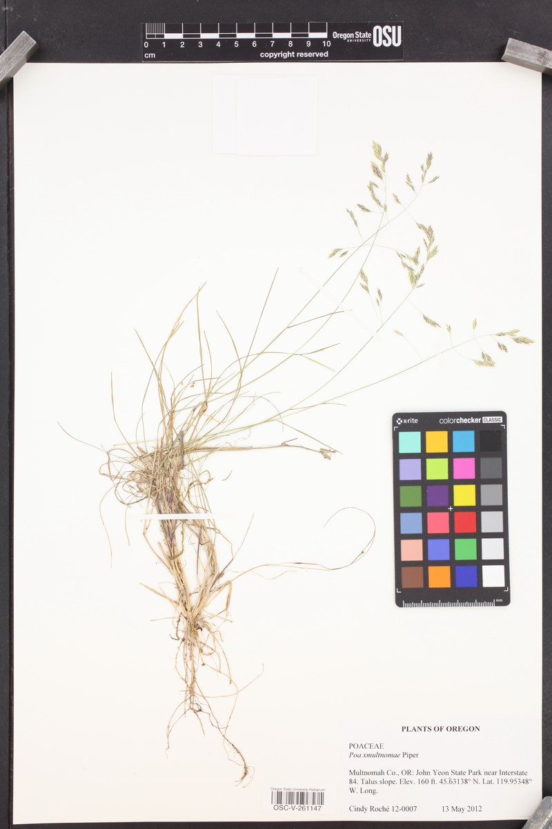 Poa × multnomae