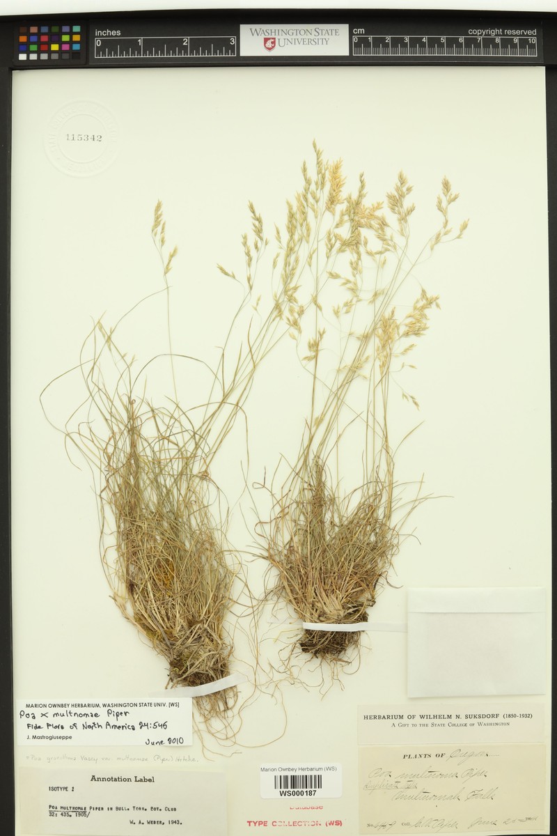 Poa × multnomae photo 2