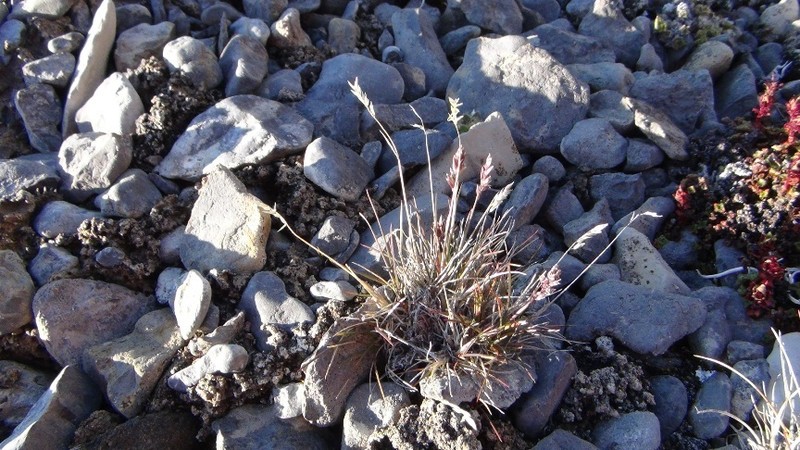 Short Bluegrass photo 6