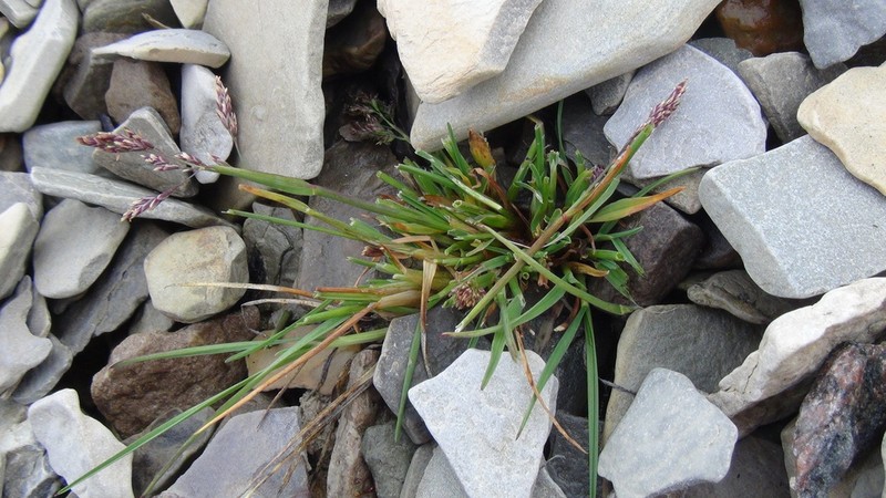Short Bluegrass photo 7