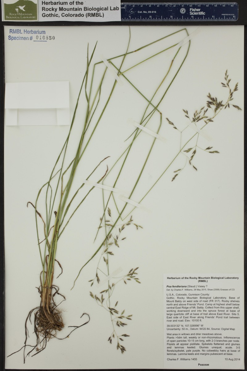 Poa albescens