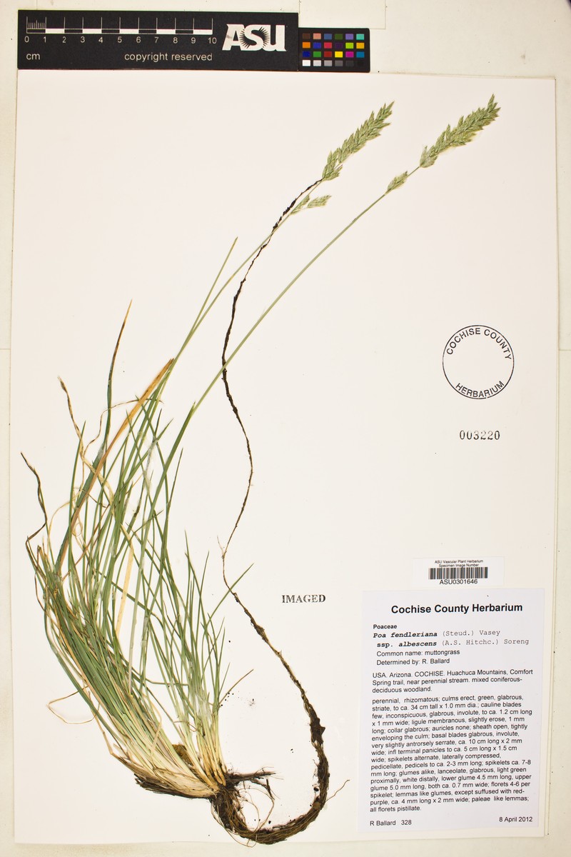 Poa albescens photo 2
