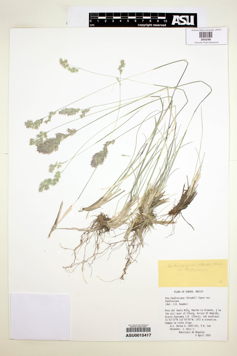 Poa albescens photo 3