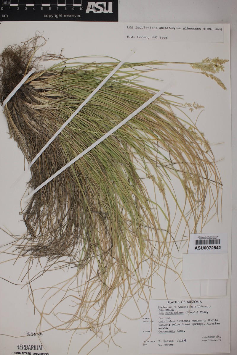 Poa albescens photo 4