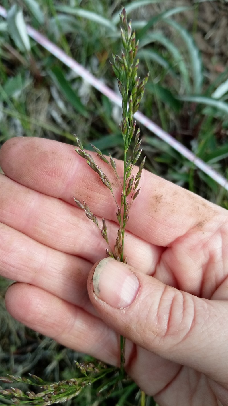 Poa alpigena