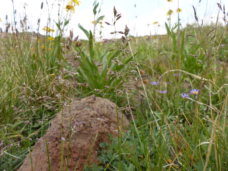 Poa alpigena photo 2