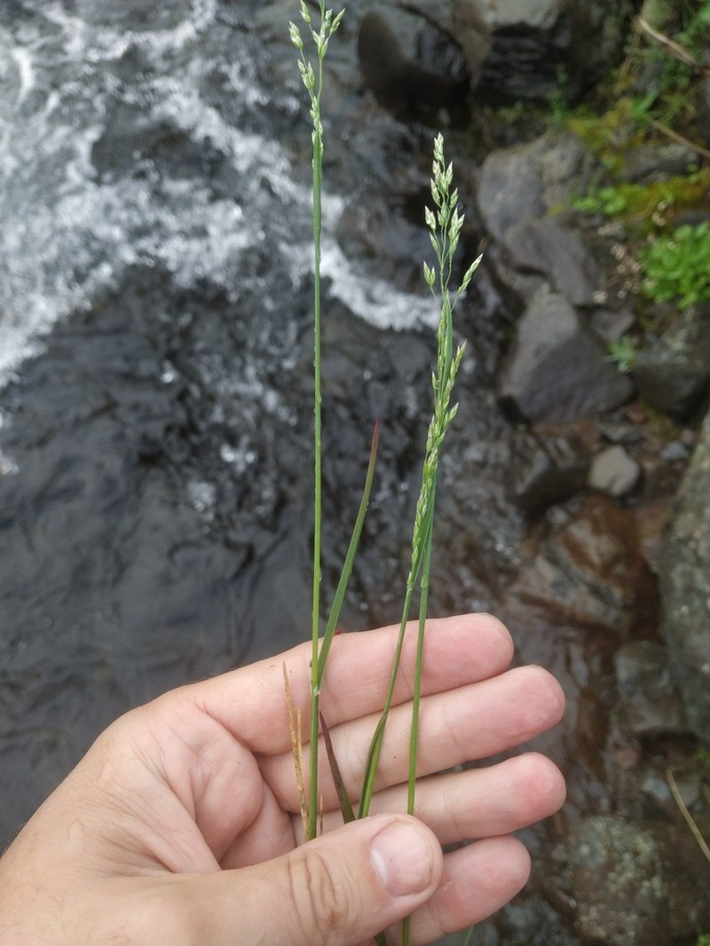 Poa alpigena photo 3