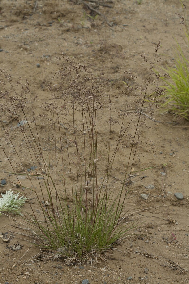 Poa alpigena photo 4