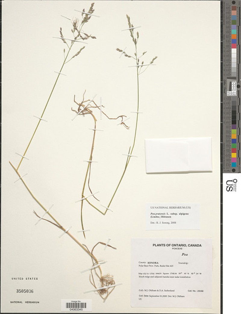 Poa alpigena photo 5