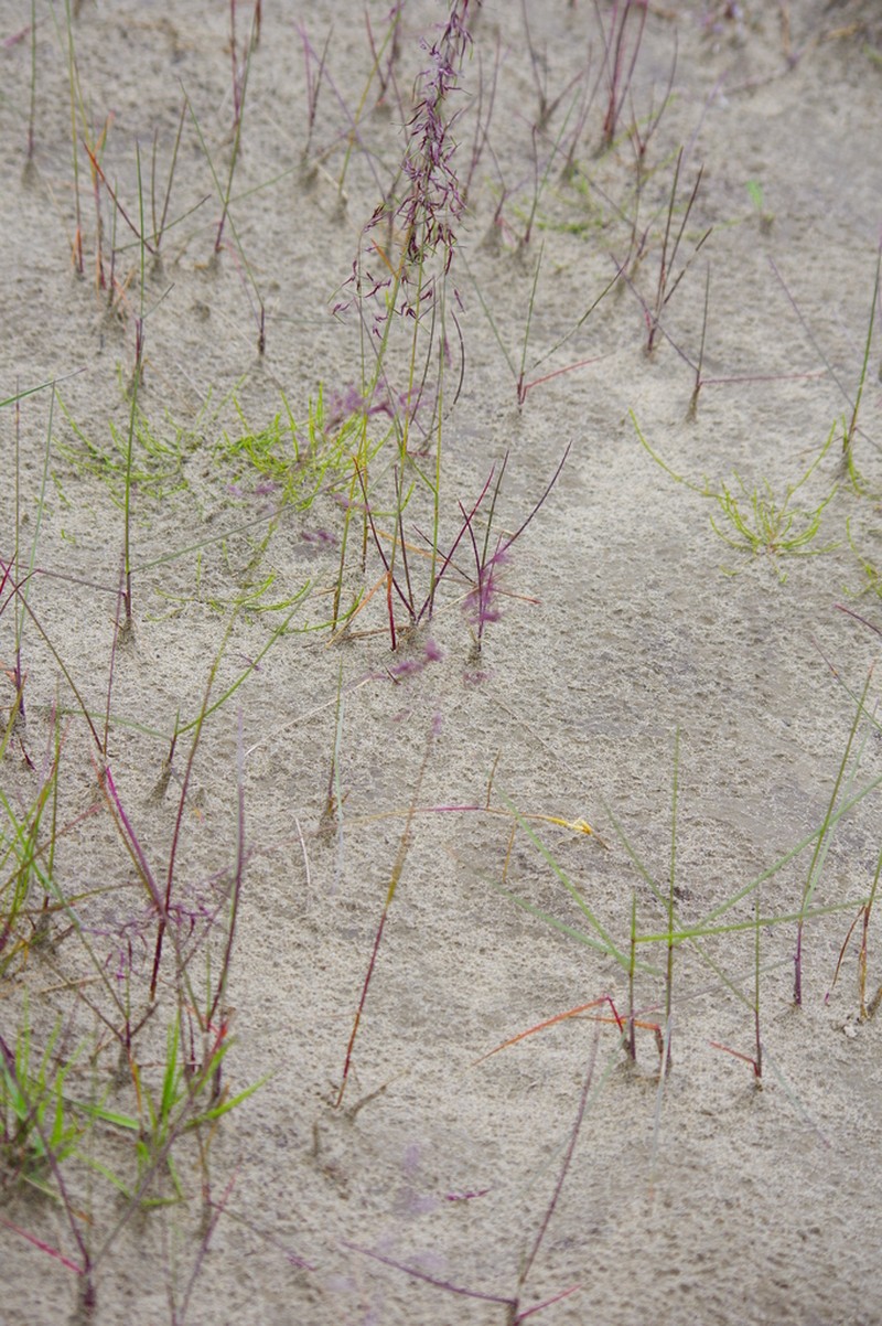 Poa alpigena photo 6