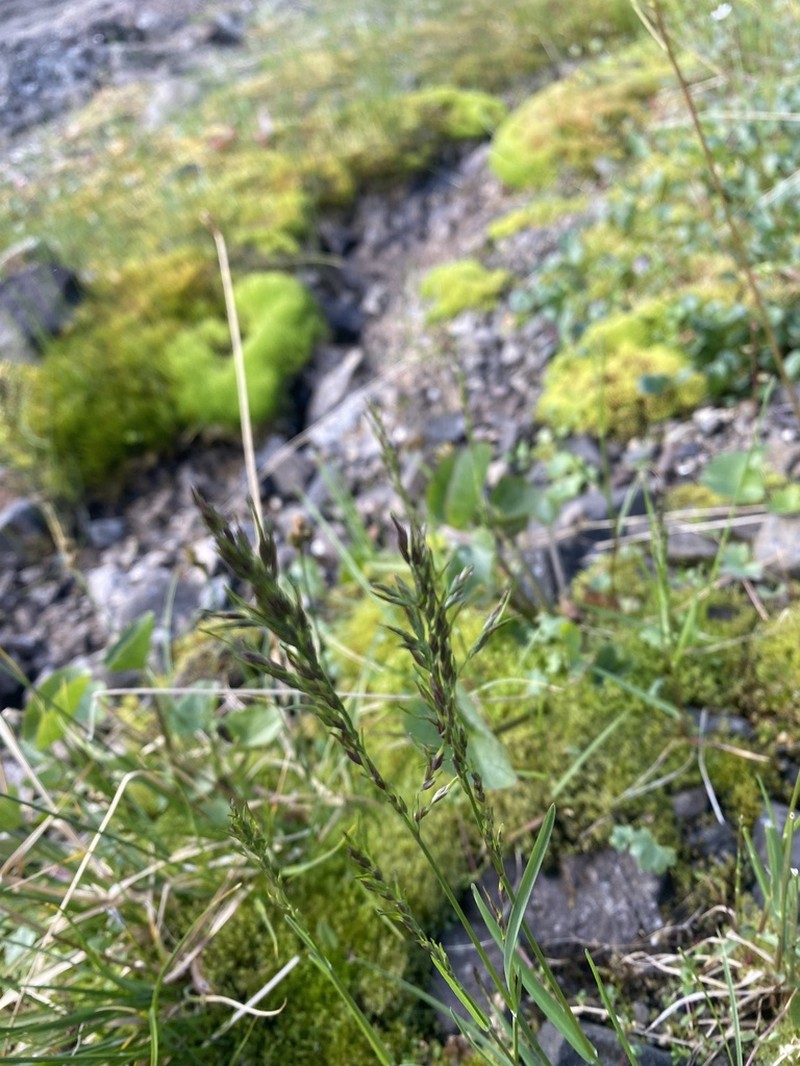 Poa alpigena photo 7