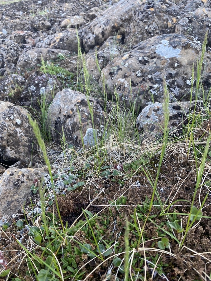 Poa alpigena photo 8