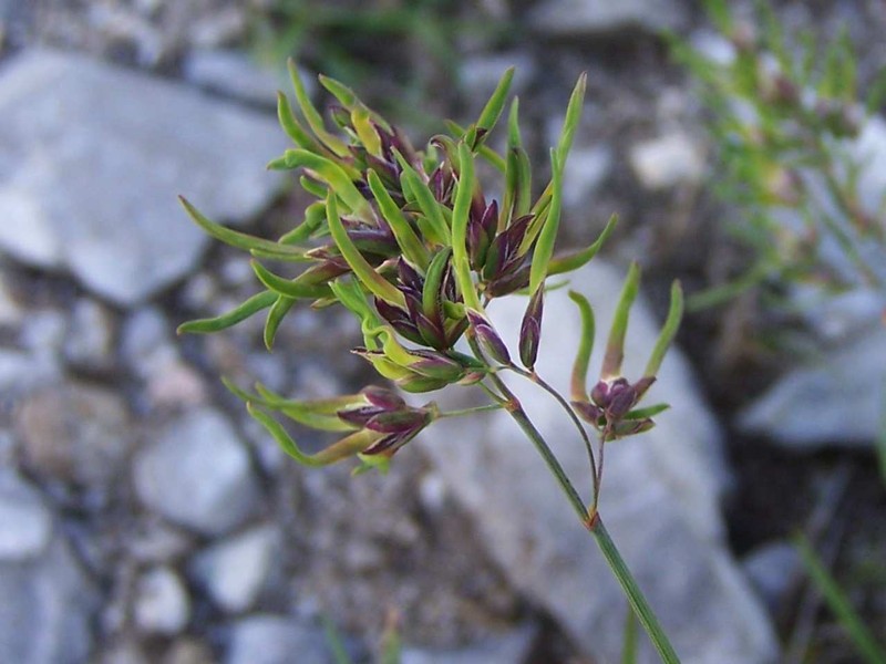 Alpine Bluegrass photo 5