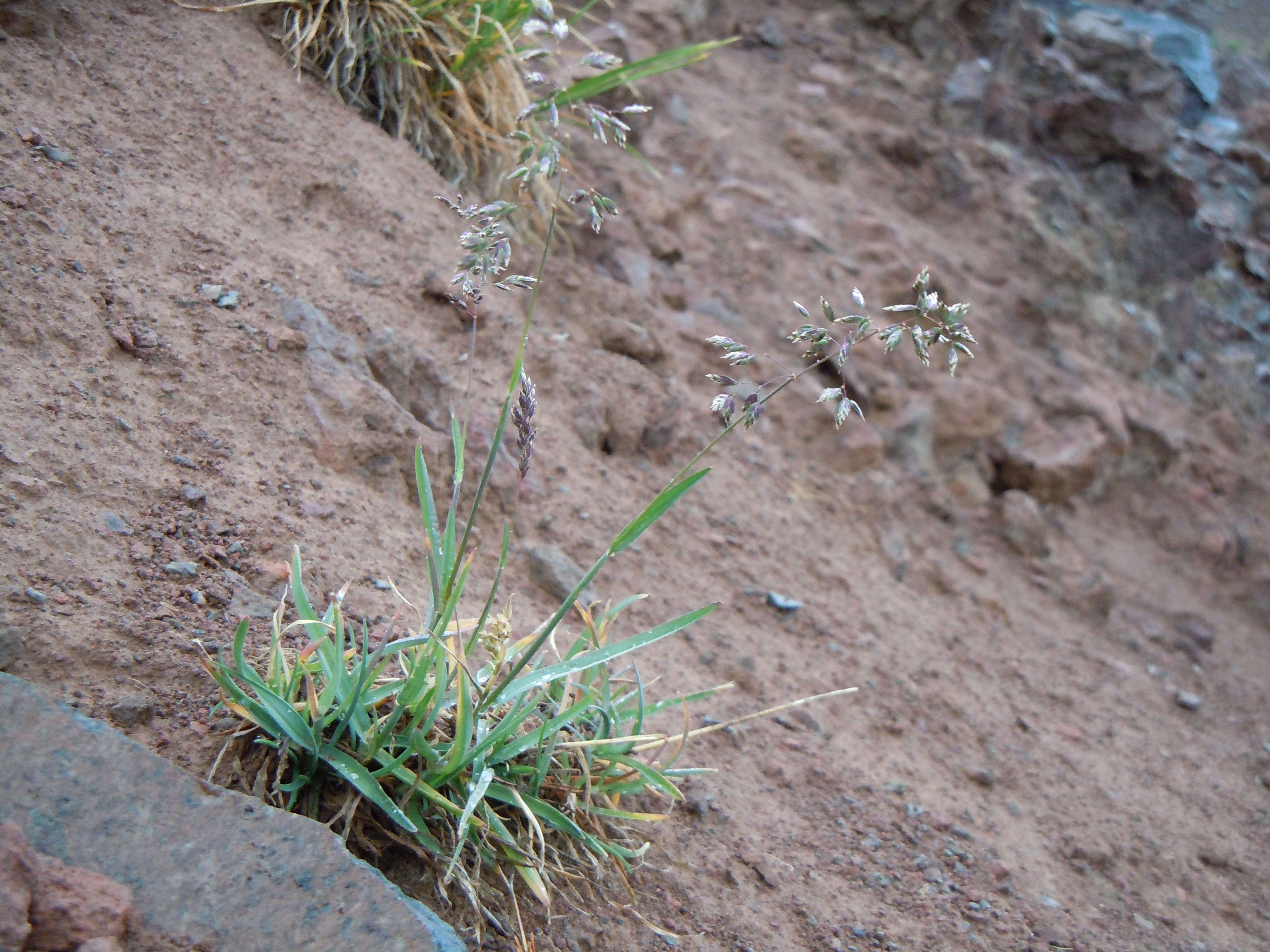 Alpine Bluegrass photo 6
