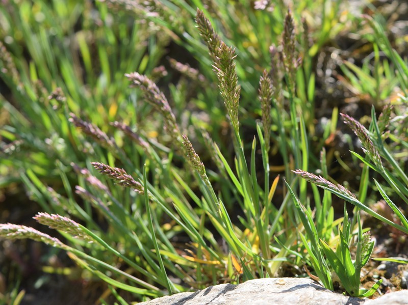 Alpine Bluegrass photo 3