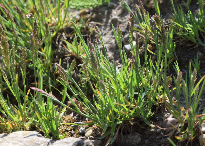 Alpine Bluegrass photo 4