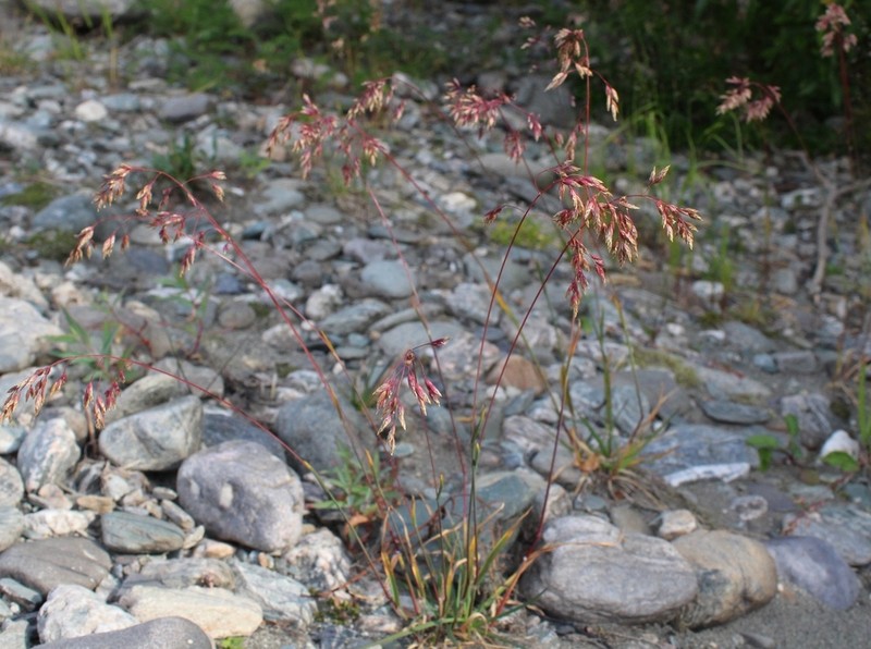Alpine Bluegrass photo 7