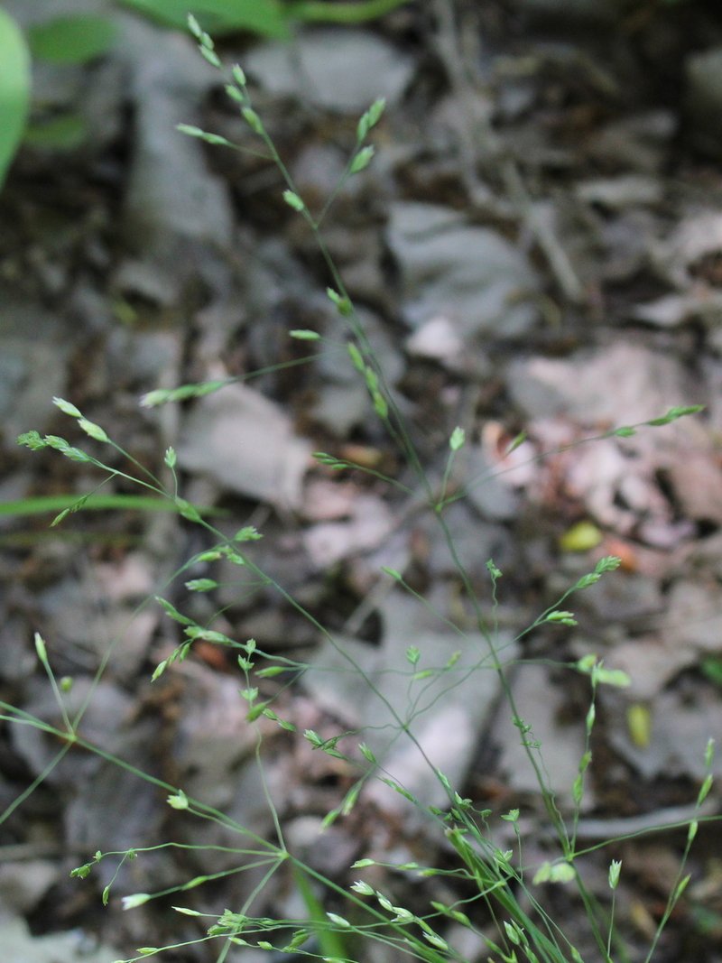 Grove Bluegrass photo 4
