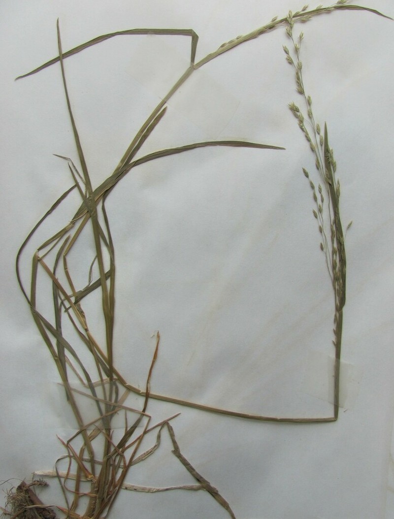 Grove Bluegrass photo 3