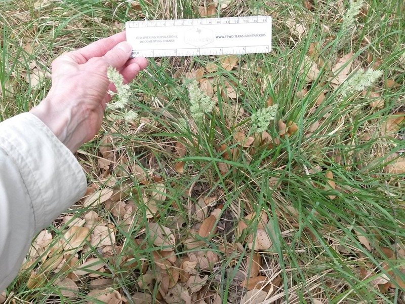 Texas Bluegrass photo 2