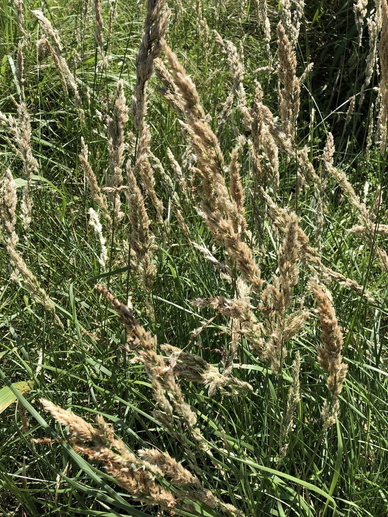 Texas Bluegrass photo 4