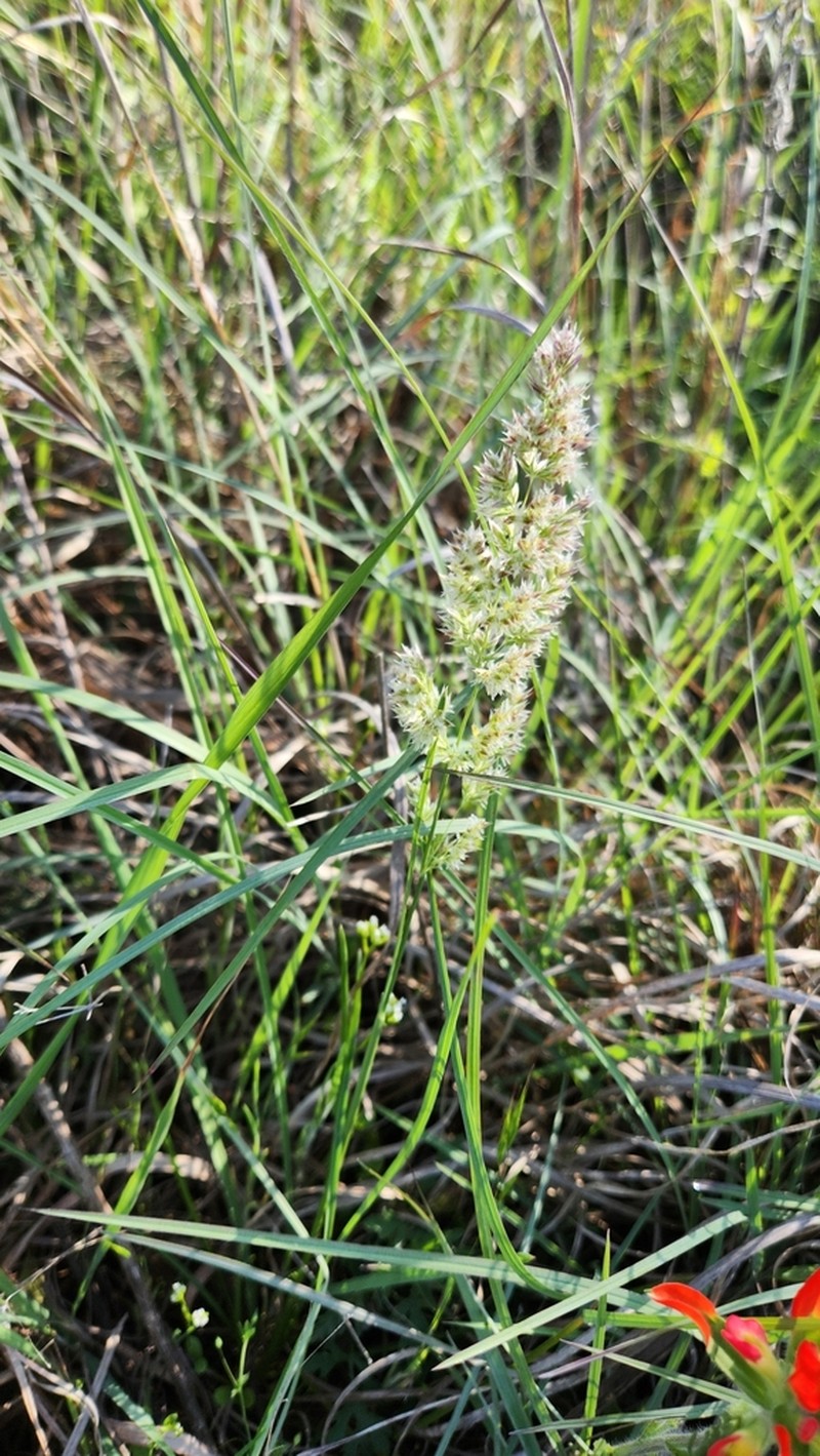 Texas Bluegrass photo 5
