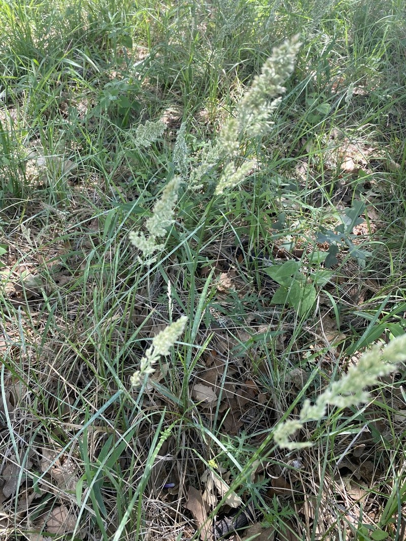 Texas Bluegrass photo 6