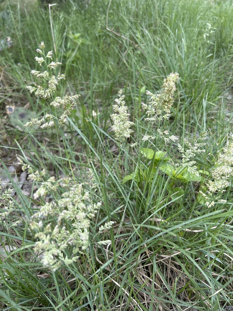 Texas Bluegrass photo 7