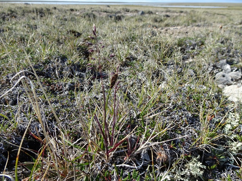 Arctic Bluegrass photo 4