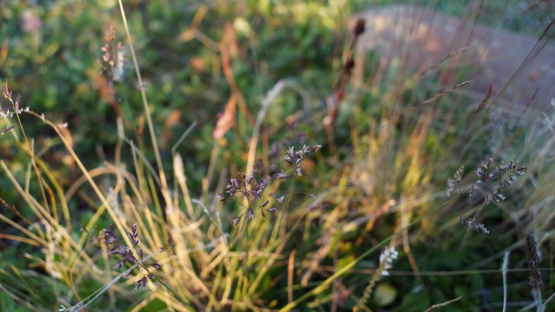 Arctic Bluegrass photo 5