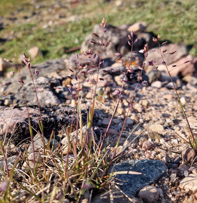 Poa arctica subsp. arctica