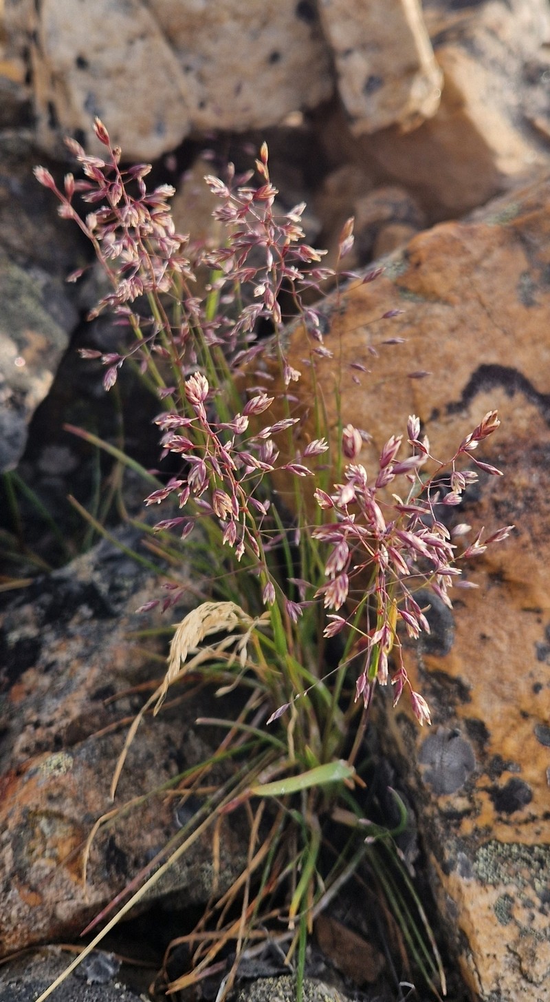 Poa arctica subsp. arctica photo 2