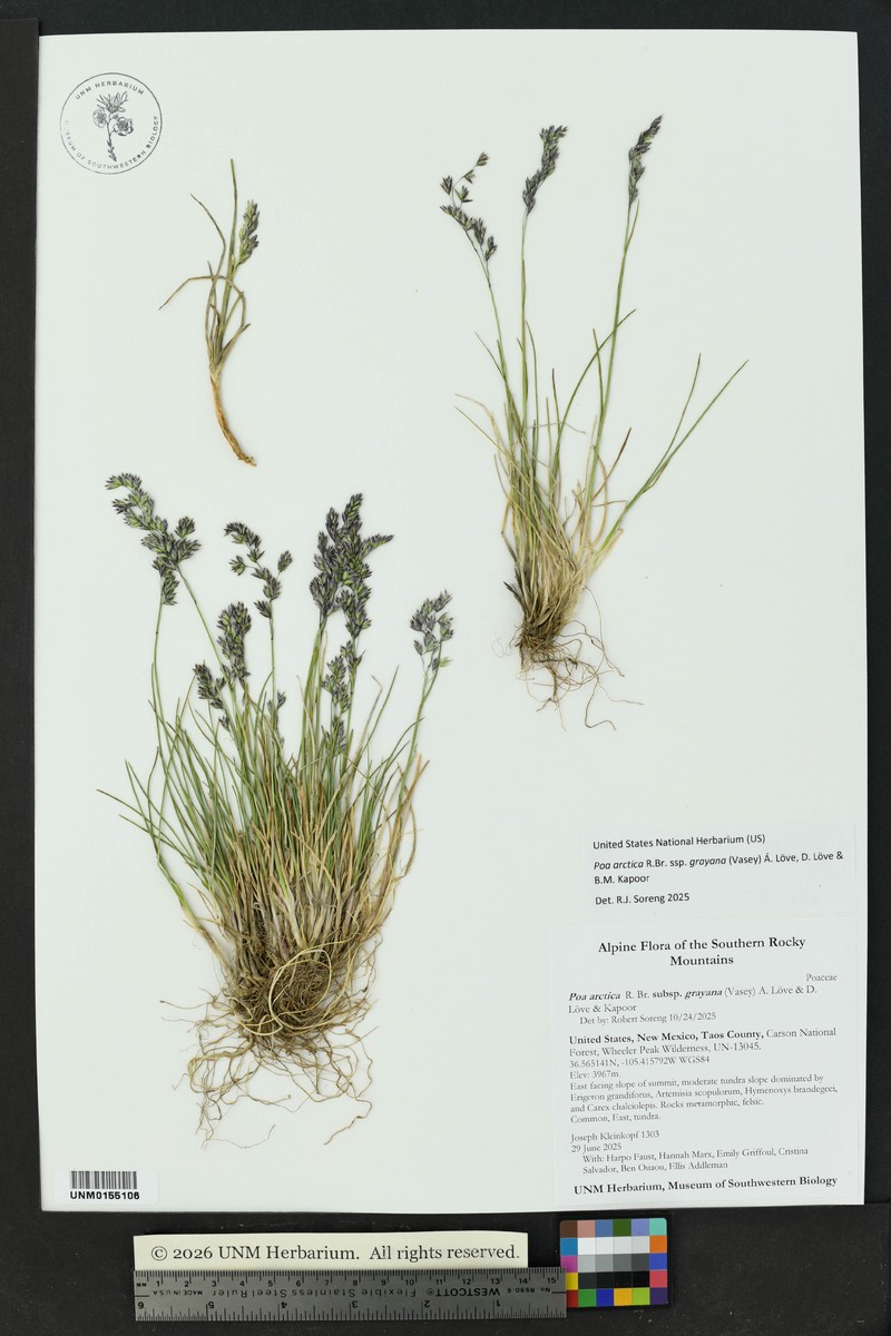 Poa arctica subsp. arctica photo 3