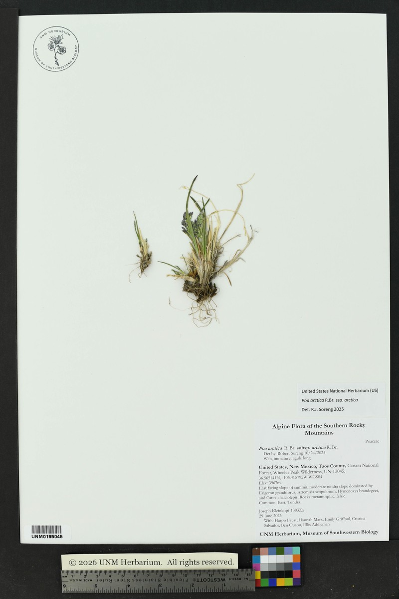 Poa arctica subsp. arctica photo 4