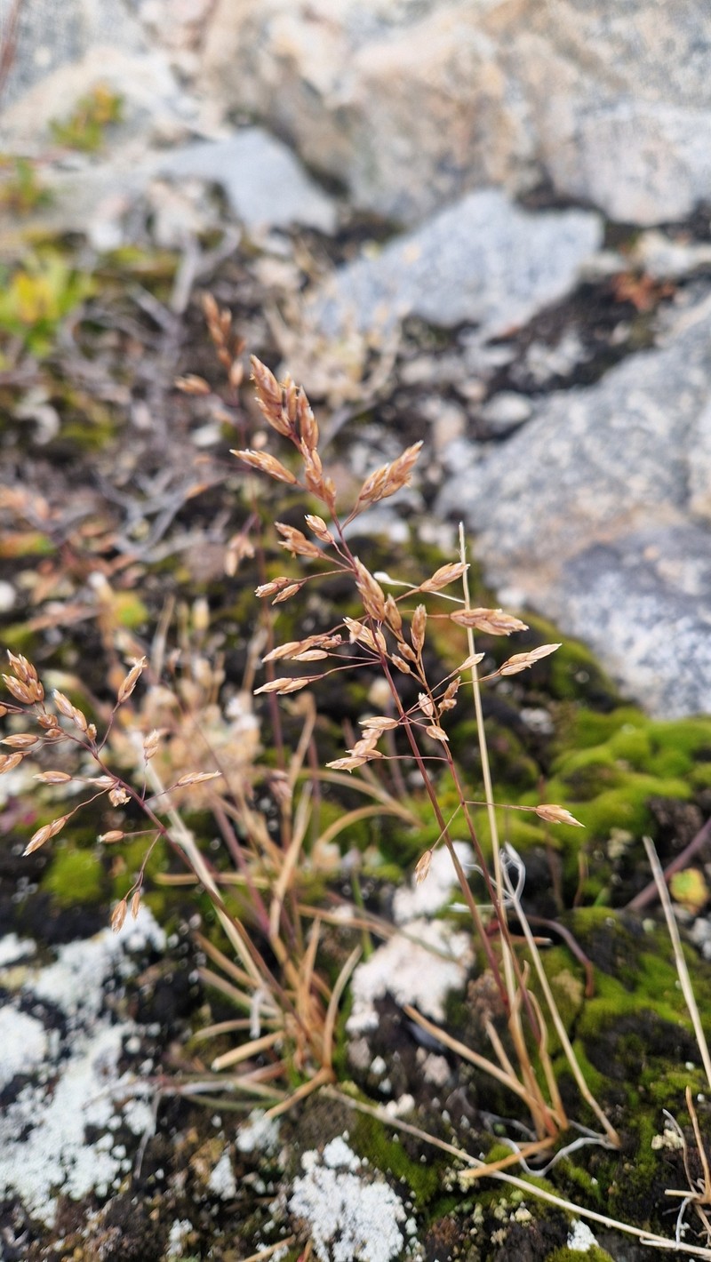 Poa arctica subsp. arctica photo 5