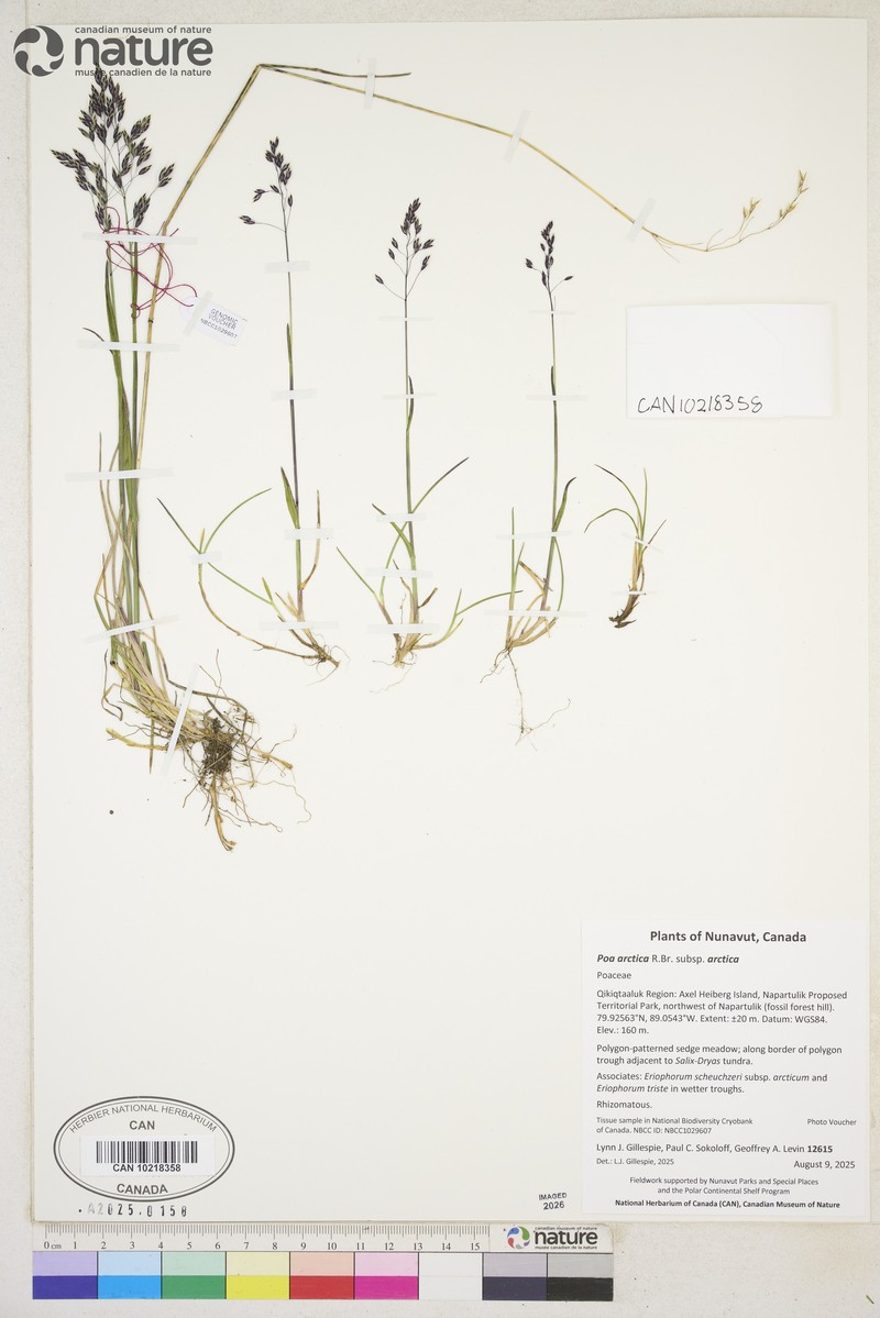 Poa arctica subsp. arctica photo 6