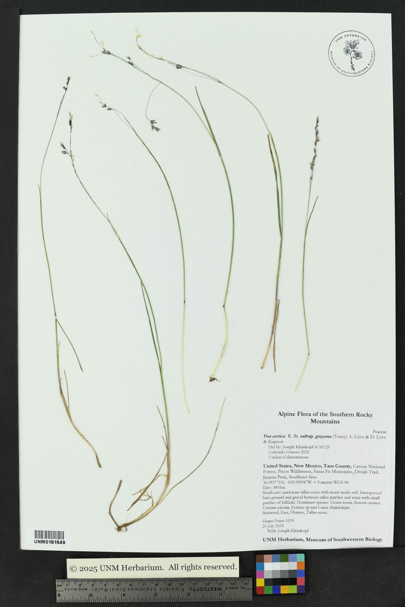 Poa arctica subsp. arctica photo 7