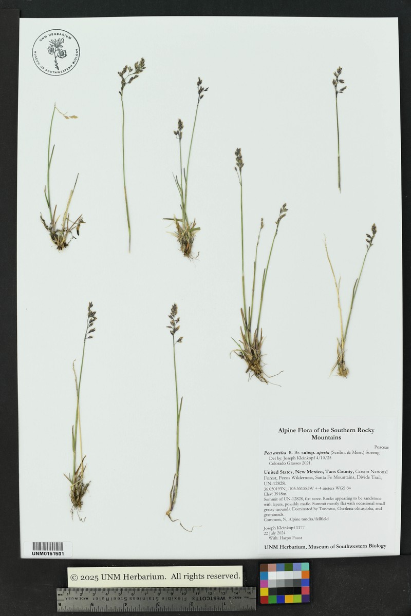 Poa arctica subsp. arctica photo 8
