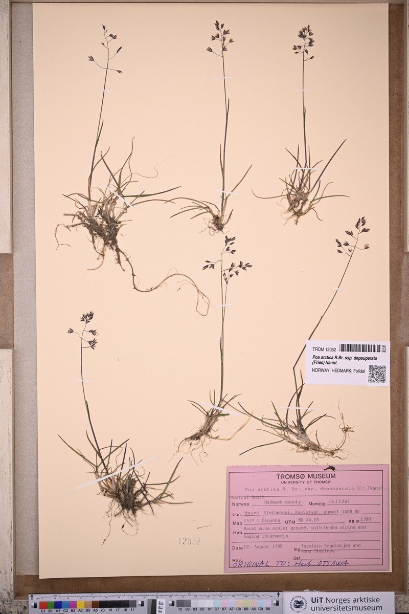 Poa arctica subsp. depauperata