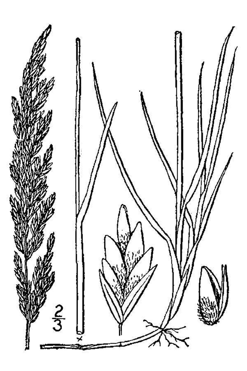 Plains Bluegrass