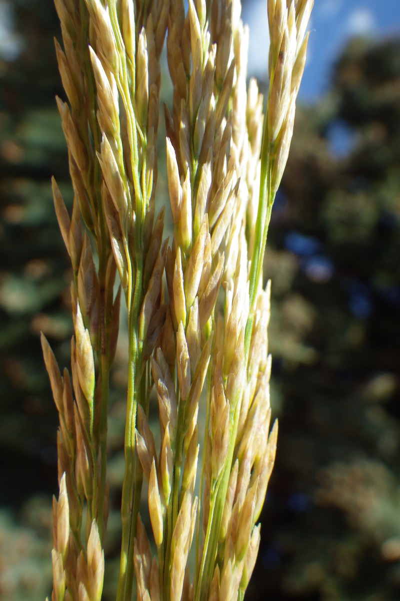 Plains Bluegrass photo 3