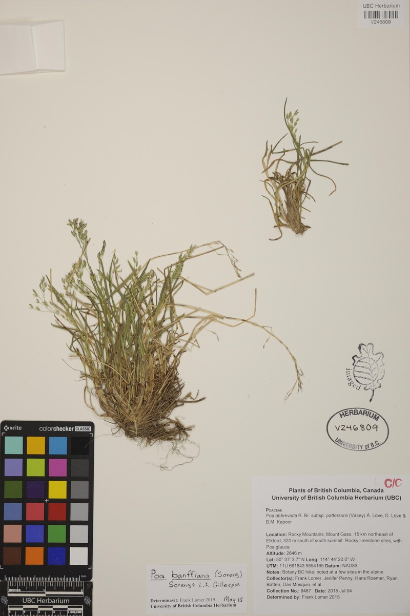 Poa banffiana