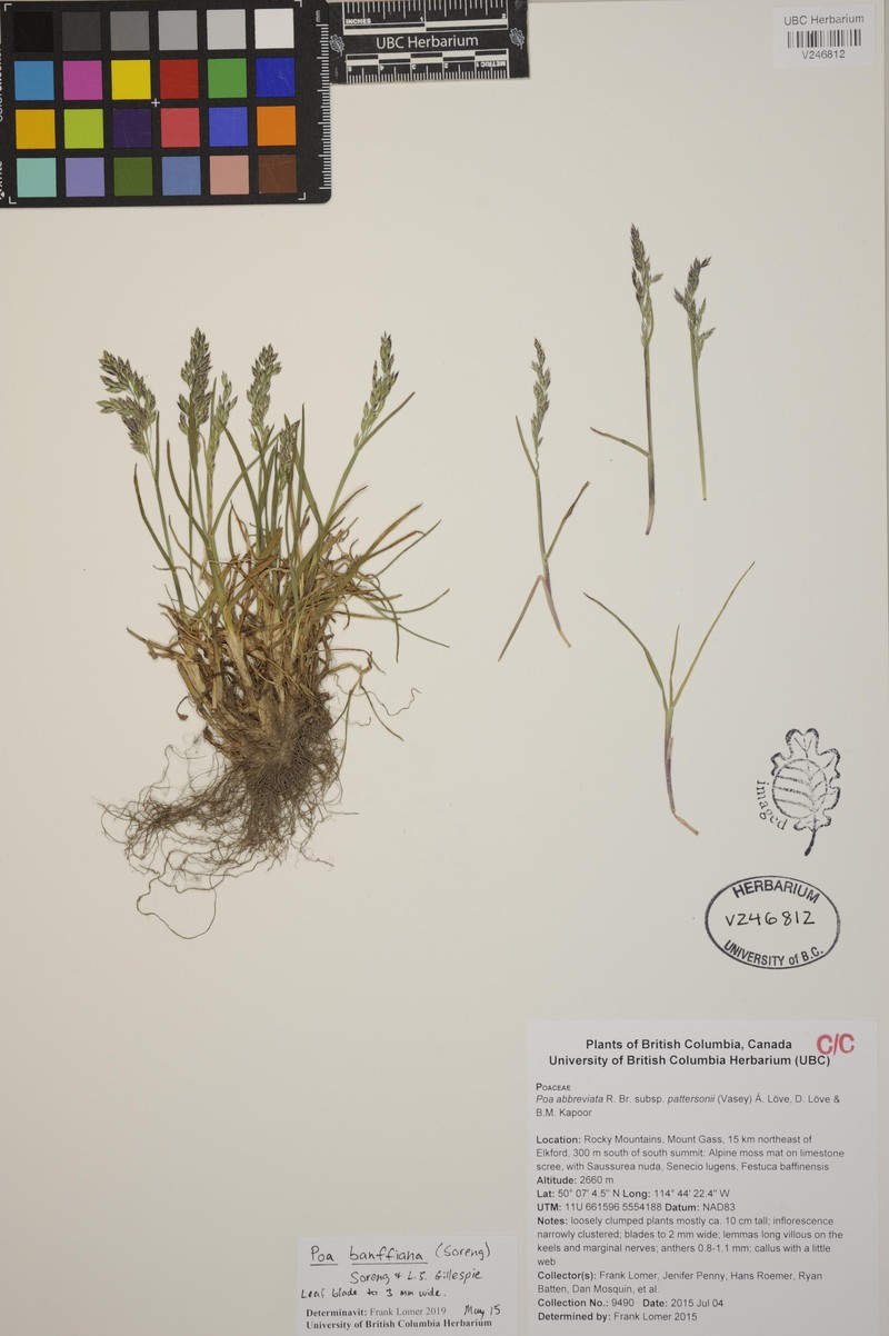 Poa banffiana photo 2