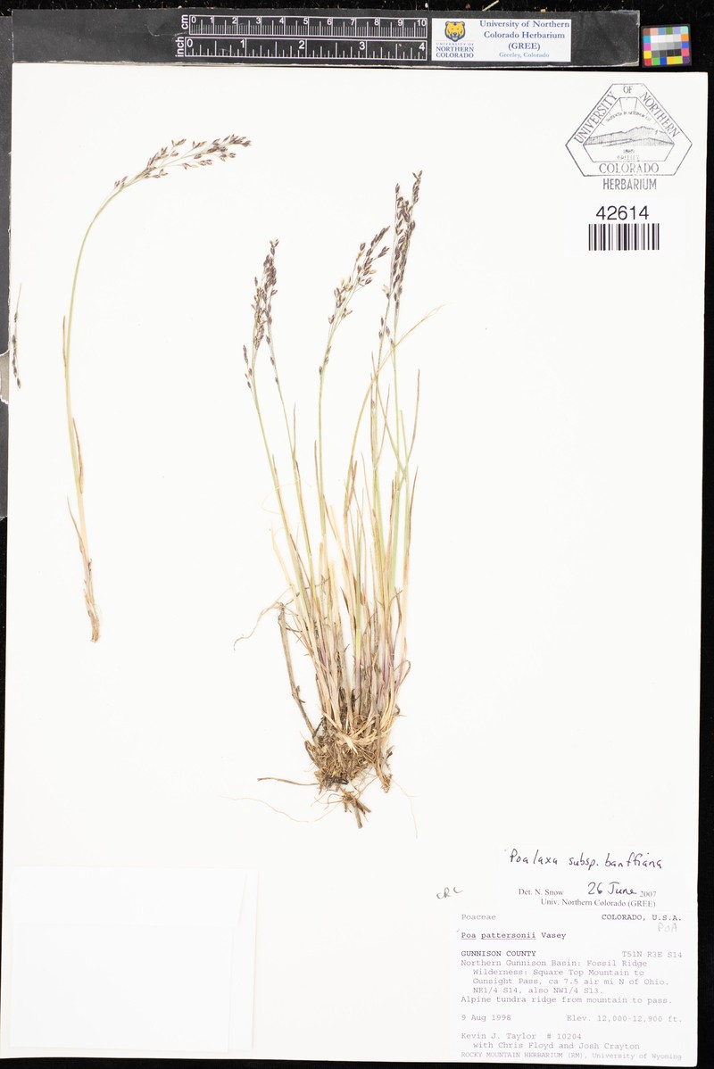 Poa banffiana photo 3