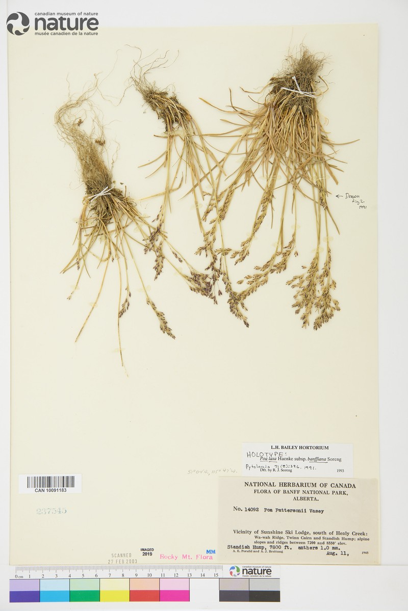 Poa banffiana photo 4