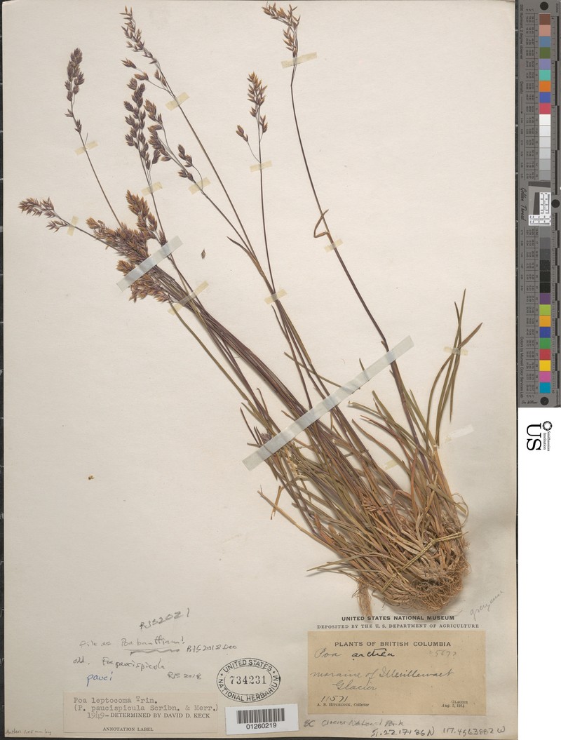 Poa banffiana photo 5