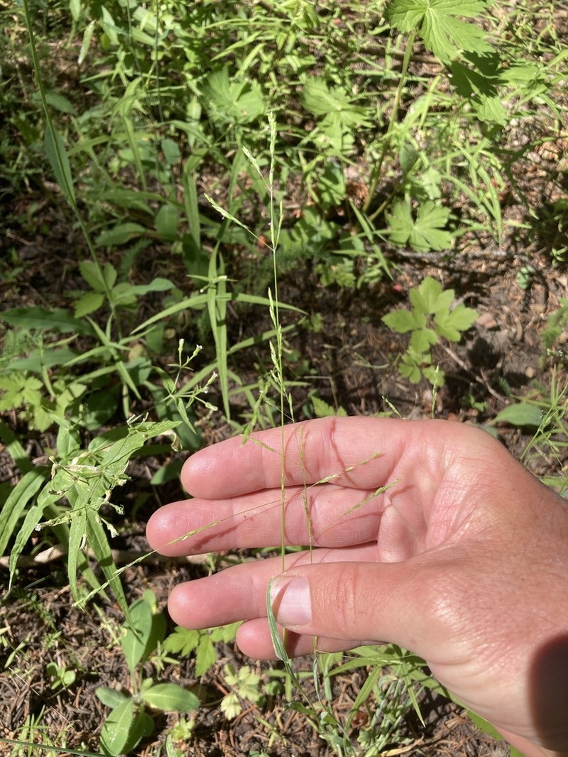 Bolander's Bluegrass photo 3